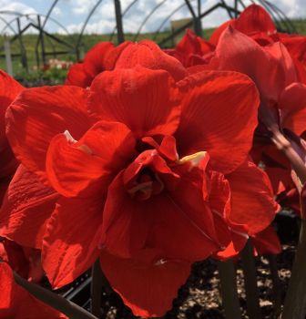 Red Peacock Double Blooming Amaryllis Bulb, Great for Winter Forcing!
