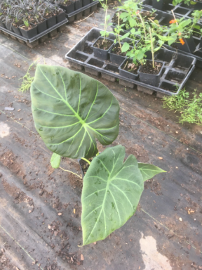 2 Regal Shield Elephant Ear Plants for Sale!  2 Plants Total, in 2 Seperate 4 inch Containers> Do no