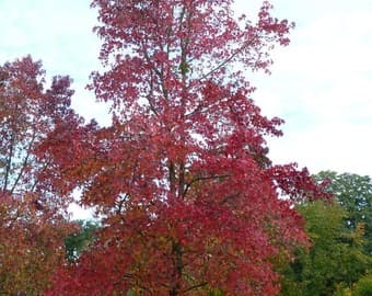 2 River Birch Trees Bareroot 24-36″ Beautiful Fast Growing Shade Tree, Stunning Bark and Fall Colo