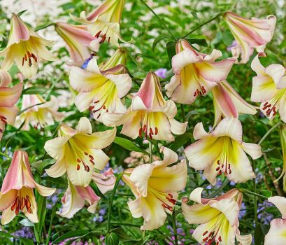3 Bejing Moon Tree Lily Bulbs