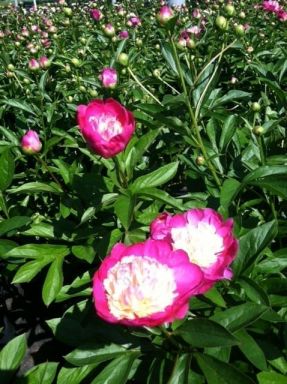 Santa Fe Peony Bareroot 2-3 Eye