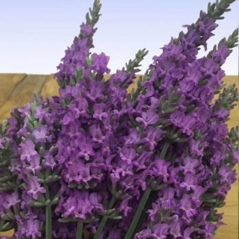 Sensational! Lavender 3.5 inch cups—-Thich Gorgeous Purple Blooms!! Be mindful of your temps when