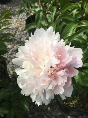 Shirley Temple Bareroot Peony, 2-3 Eye, Great for Fall or Spring Planting!