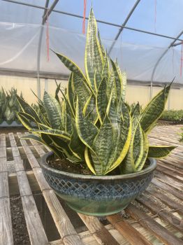 Drought Tolerant