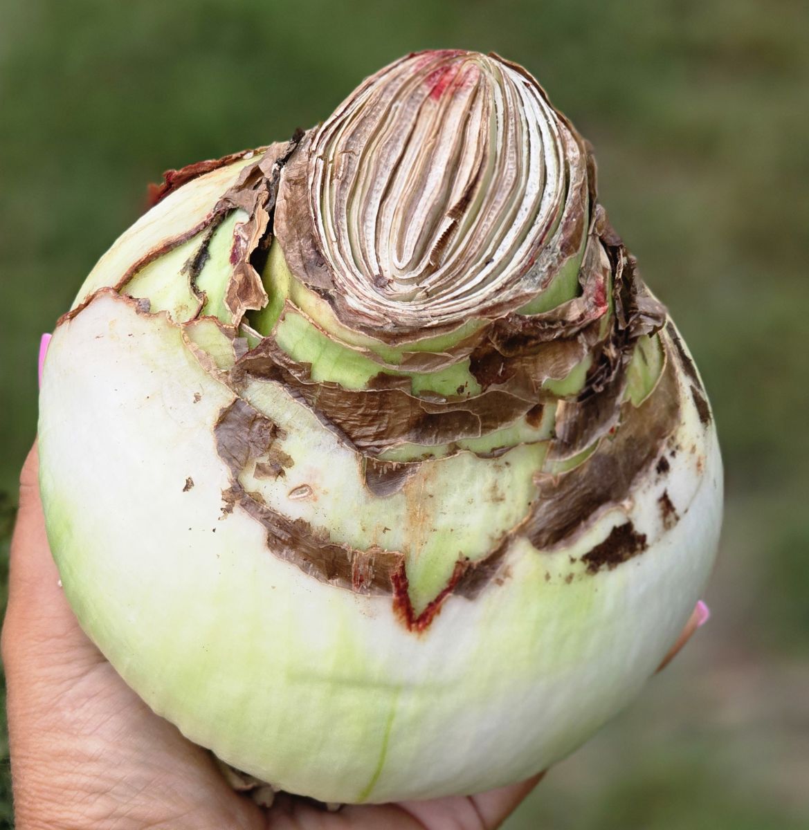 Daylily Nursery Amaryllis Bulbs