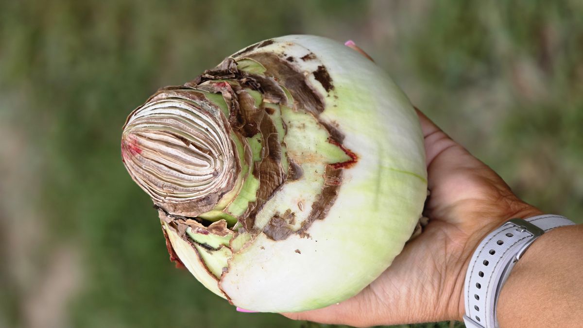 Daylily Nursery Amaryllis Bulbs - Thumbnail 2