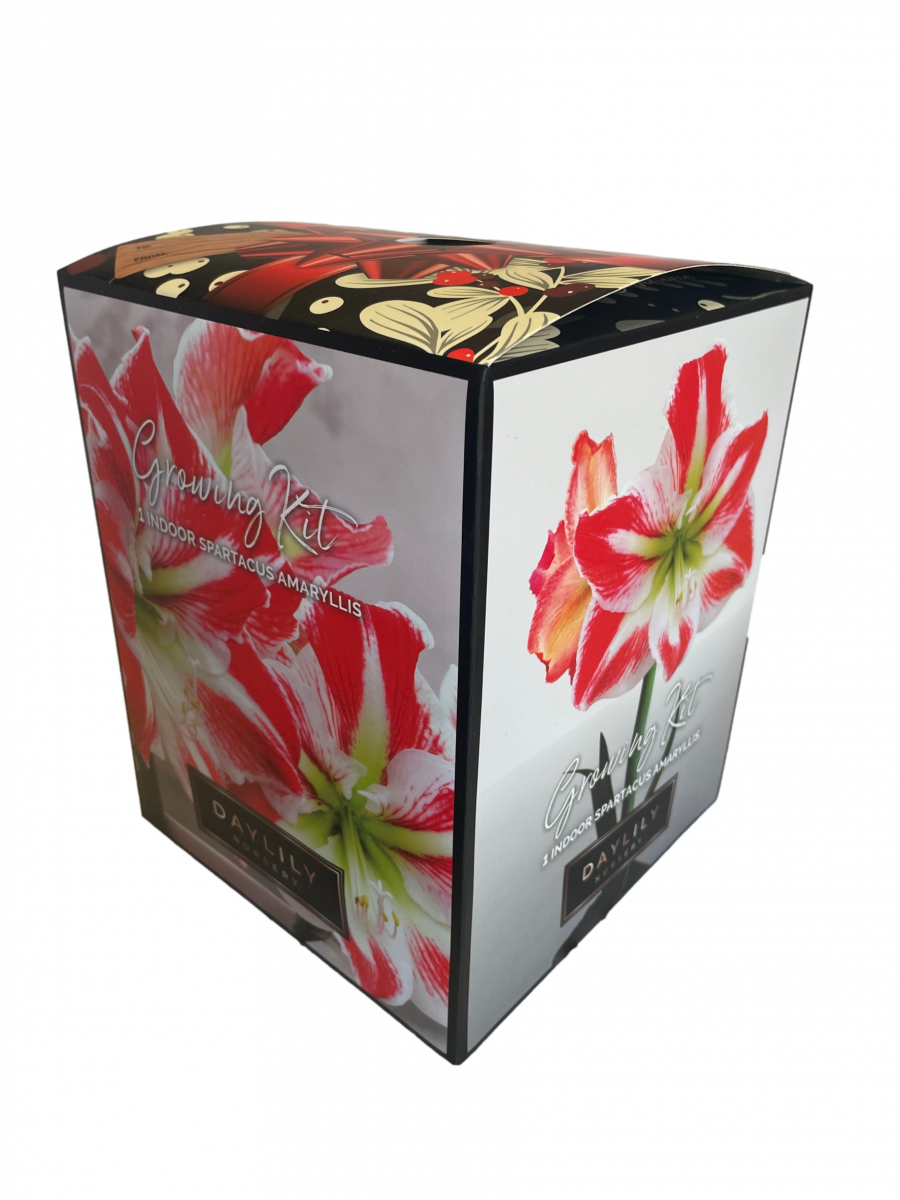 Apple Blossom Amaryllis Bulb in an Elegant Box, With a Plastic Planting Pot, and a Professional Growing Medium