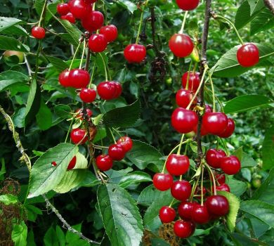 Early Richmond Sour Cherry Tree Pre-Bagged Bareroot, 6-12" Tall