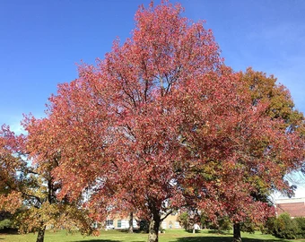 2 Bareroot Sweet Gum Trees 18-24″