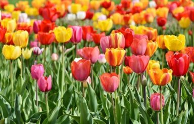 20 Tequila Sunrise Tulip Mix Bulbs
