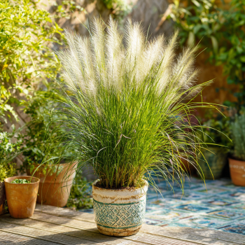 Karl Foerster Ornamental Feather Reed Grass – Live Plant – 4 Inch Pot