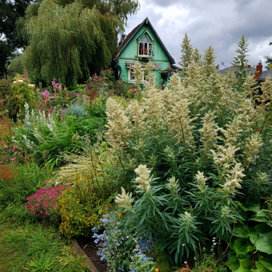2 Chinese Mugwort in 3.5 Inch Pots, Do not order in extreme hot or cold, temp sensitive