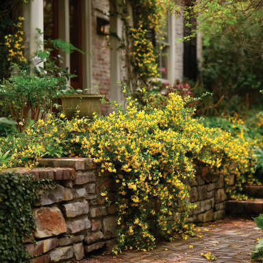Winter Jasmine in 3.5 inch pots. You choose amount!