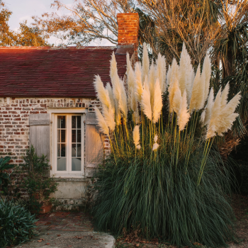White Pampas Grass – Towering Beauty with Elegant Plumes in 4 Inch Standard Nursery pot