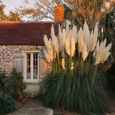White Pampas Grass – Towering Beauty with Elegant Plumes in 4 Inch Standard Nursery pot