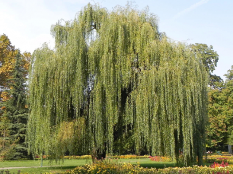 2 Weeping Willow Bareroot Trees Ready to Plant Beautiful Arching Canopy (12-18 inches total length)