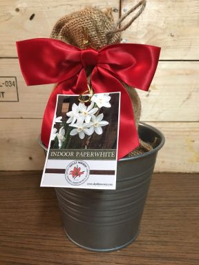 Ziva Paperwhites,  3 Bulbs in a Rustic Silver Tin Pot, With a Burlap Sack,  a Red Ribbon and a Profe
