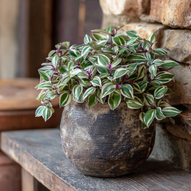 Variegated Wandering Jew – Vibrant Foliage with Trailing Elegance in 4" Pots