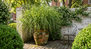 Zebra Grass (Miscanthus sinensis 'Zebrinus')  in 4 inch cups
