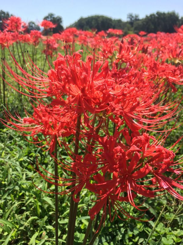 daylilynursery: 3 Pack Bareroot Red Surprise Lily/ Resurrection Lily