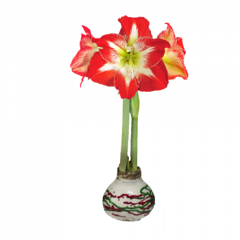 Minerva White Wax Red/Green Lacquer Splattered Amaryllis Bulb 36cm+