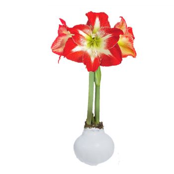 Minerva White Wax Base 36cm+