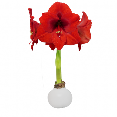 Red Lion White Waxed Amaryllis Bulb 36cm+
