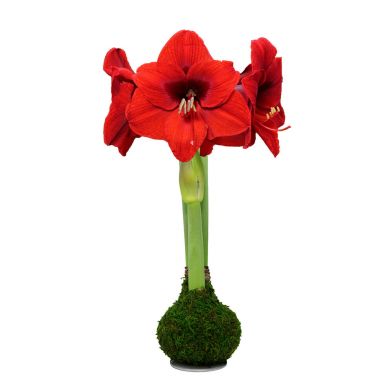 Red Lion Moss Design Waxed Amaryllis Bulb 36cm+