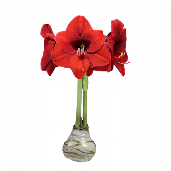 Red Lion White Wax Gold Lacquer Splattered Amaryllis Bulb 36cm+