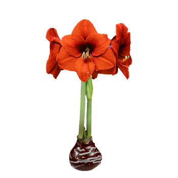 Sovereign Flower Burgundy Wax with Silver Lacquer Splatter 36cm+