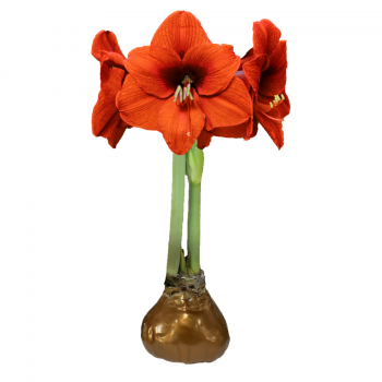 Sovereign Flower Copper Lacquer 36cm+