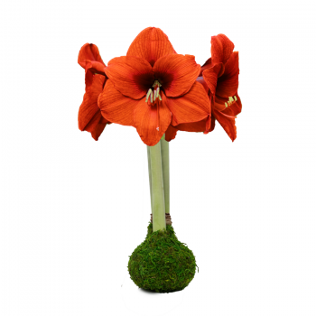 MASSIVE Moss Orange Sovereign Fall Season Waxed Amaryllis Bulb size 40cm PLUS!!