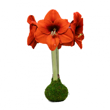 MASSIVE Moss Orange Sovereign Fall Season Waxed Amaryllis Bulb size 40cm PLUS!!