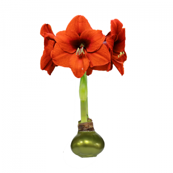 Sovereign Flower Olive Lacquer 36cm+