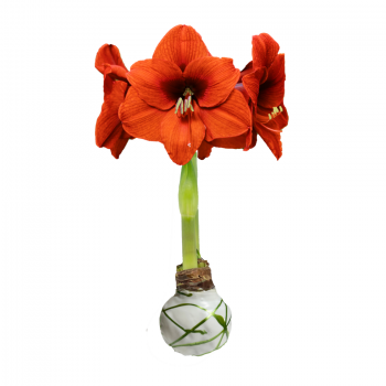 Sovereign Flower Olive Lacquer Splatter 36cm+