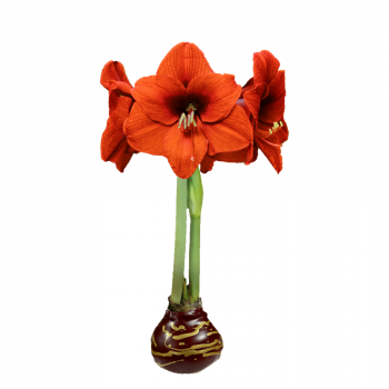 Sovereign Flower Burgundy Wax with Gold Lacquer Splatter 36cm+