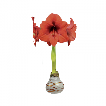 Sovereign Flower Copper Lacquer Splatter 36cm+