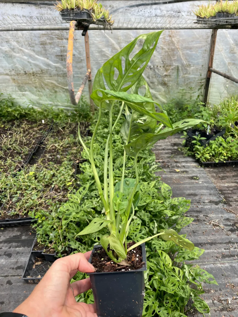 Monstera Oblique Expilata plant in 3.5 inch Size Pots/Tropical plant