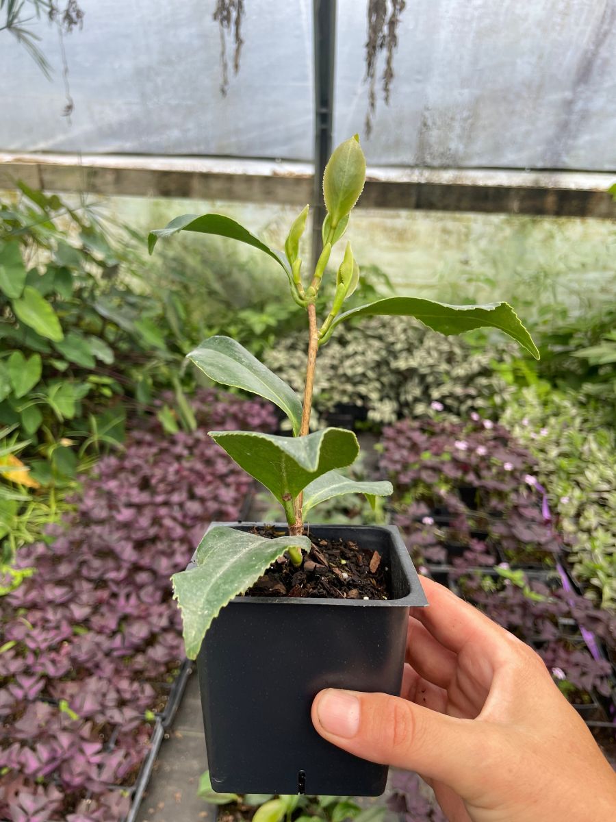 daylilynursery: Kramer's Supreme Camellia in 4 inch pot *Cold and Heat  Sensitive* Cannot Ship Out of the USA