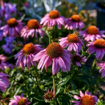 Prairie Splendor™ Coneflower in a 3.5" pot- Long Lasting Summer Color!