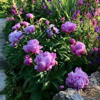 Peony ‘First Arrival’ Itoh Peony in a Trade One Gallon Pot