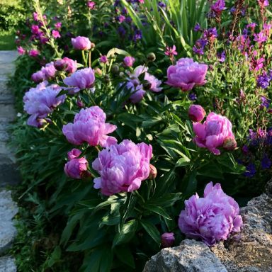 Peony ‘First Arrival’ Itoh Peony in a Trade One Gallon Pot