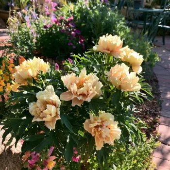 Canary Brilliance Itoh Peony in a Trade One Gallon Pot