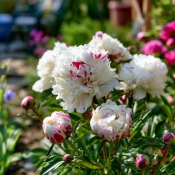 Festiva Maxima (Paeonia lactiflora) in a One Gallon Trade Pot