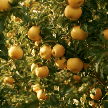 Golden Delicious Apple Trees Pre- Bagged Bareroot 6-12" Tall-Can Bear Fruit in 3-5 Years!!