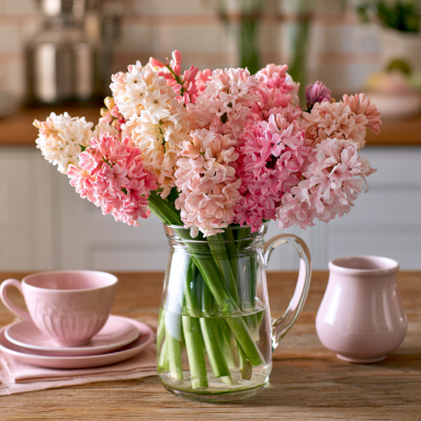 12 Pink Mix Hyacinth Bulbs