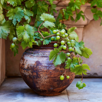 Concord Grape Vines, in one trade gallon pot (0.667 gallons of dirt)