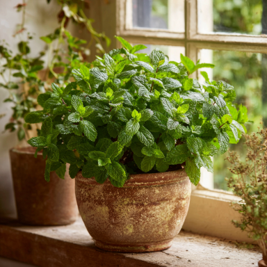 Chocolate Mint – Grow Indoors or Out – Live Plant – 3″ Pot