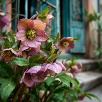 Mixed Lenten Rose/ Hellebore in 2.5 Inch Pots