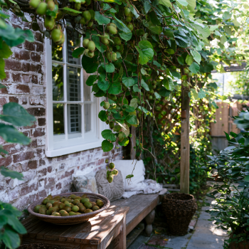 3 Hardy Kiwi Plants- One Each of Ananasnaya, Ken’s Red, and a Male Pollinator–all in 4" Cups